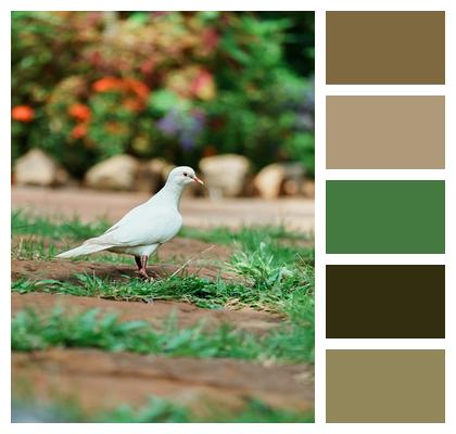 Wildlife Animal Dove Peace Image