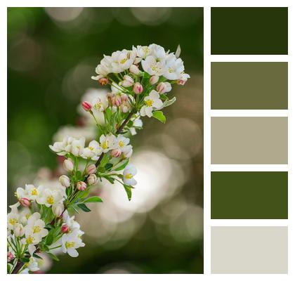 Spring Bloom Apple Tree Flowers Blossoms Image