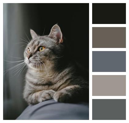 Kitten Nature Cat Animal Image