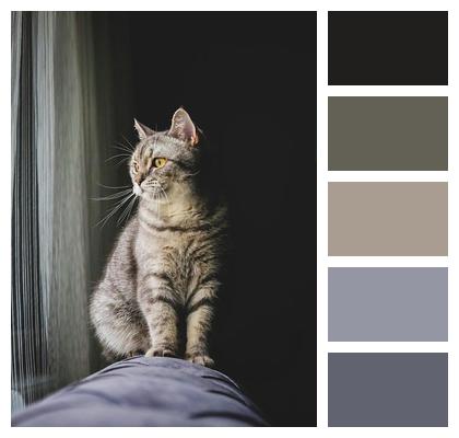 Cat Pet Cat Portrait Mammals Image