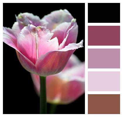 Nature Wallpaper Flora Spring Flowers Plant Image