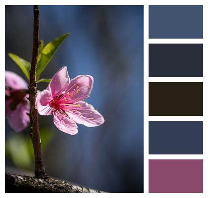 Close Up Stamen Outdoor Natural Image