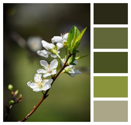 Branch Petal Flowers Outdoor Image
