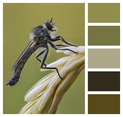 Macro Asilidae Outdoors Wildlife Image