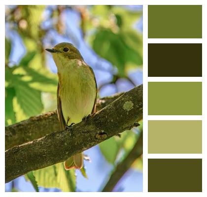 Wild Bird Species Bird Watching Songbird Image