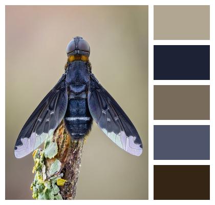 Nature Entomology Insect Hoverfly Image