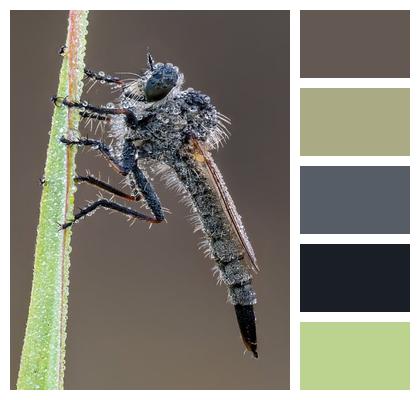 Insect Entomology Asilidae Robber Fly Image