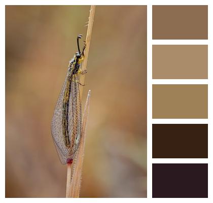 Fauna Entomology Antlion Wings Image