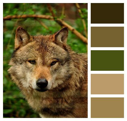 Animal European Grey Wolf Eurasian Wolf Wild Dog Image