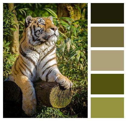 Animal Tiger Stripes Image