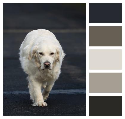 Animal Dog Wallpaper Pet Image