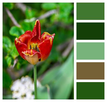 Flower Wallpaper Flower Multicoloured Tulip Image