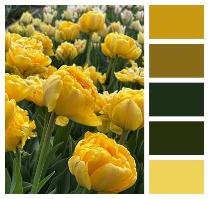 Yellow Flower Nature Flower Wallpaper Blossom Image