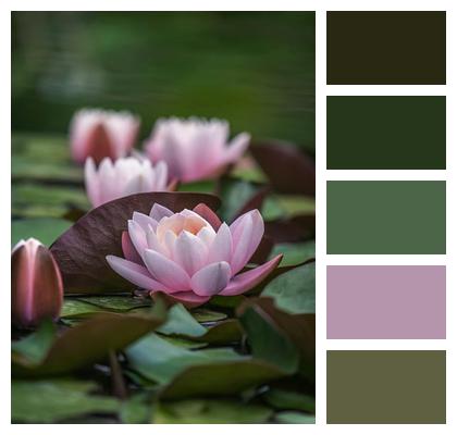 Flower Aquatic Plants Lotus Flora Image