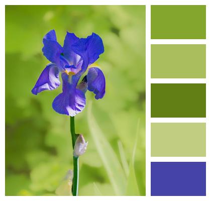 Bloom Violet Grass Petals Image