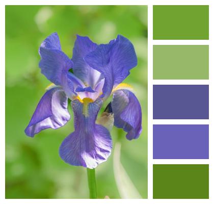 Beauty Violet Lily Purple Flowers Image