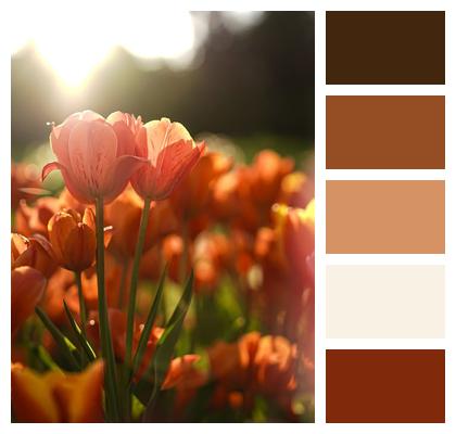 Sun Tulip Nature Sunset Image
