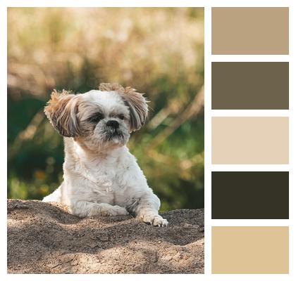 Puppy Friend Fur Furry Image
