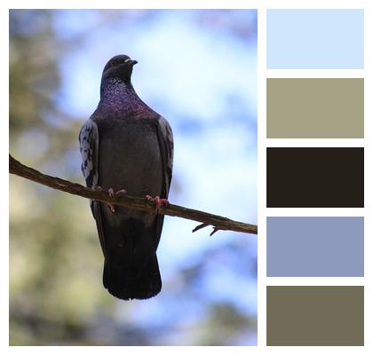 Ornithology Wildlife Birds Dove Image