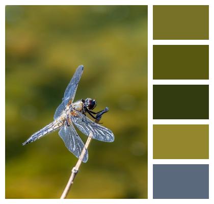Wing Nature Dragonfly Close Up Image