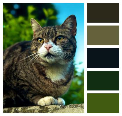 Pet Portrait Cat Feline Image