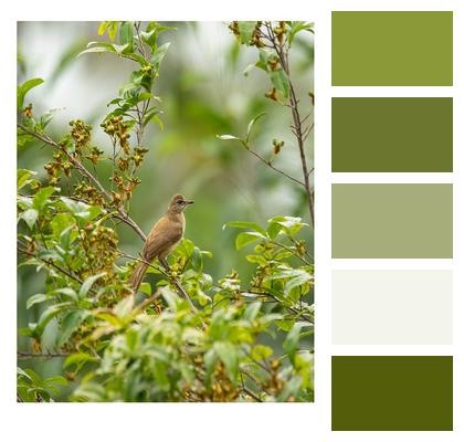 Bird Bokeh Cuckoo Bean Image