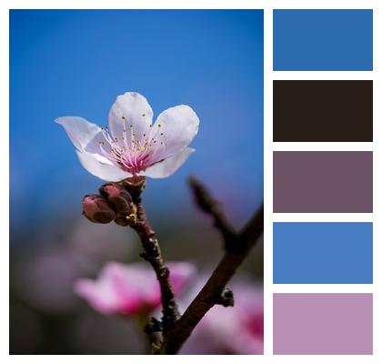 Natural Close Up Flower Background Beautiful Flowers Image