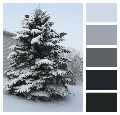 Pine Snow Tree Image
