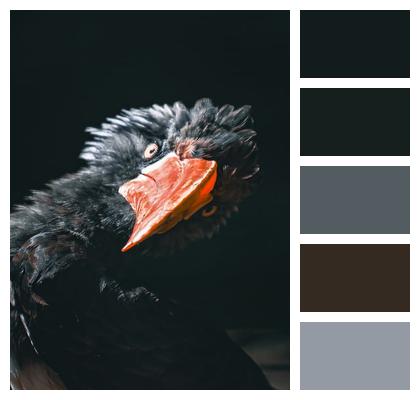 Beak Animal Nature Bird Image
