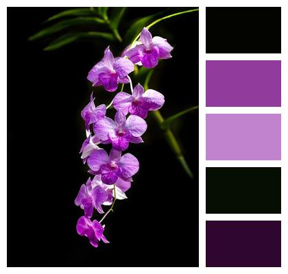 Bloom Tropical Flower Orchid Spray Cairns Botanic Gardens Image