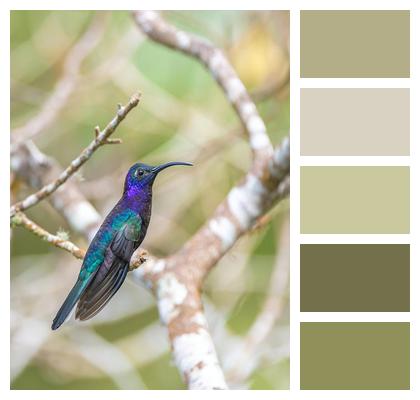 Wings Beak Feathers Hummingbird Image