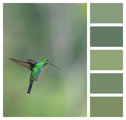 Feathers Nature Bird Wings Image