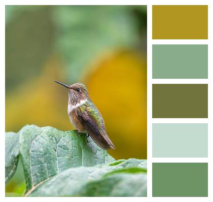 Nature Tropical Birds Bird Plumage Image