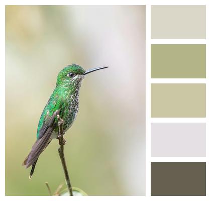 Feathers Bird Wildlife Avian Image