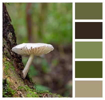 Fungi Forest Mushroom Nature Image