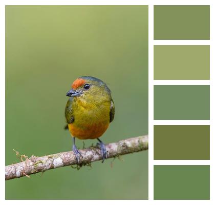 Plumage Bird Nature Tropical Birds Image