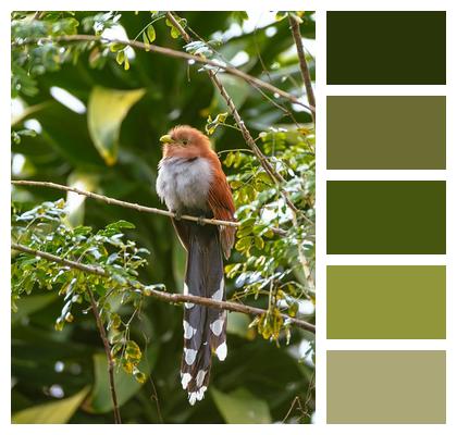 Little Bird Bird Sparrow Birdie Image