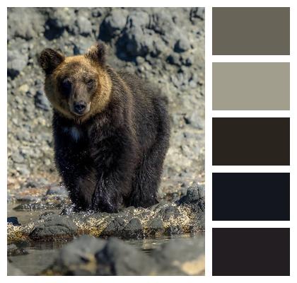 Ursus Arctos Lasiotus Bear Predator Coastline Image