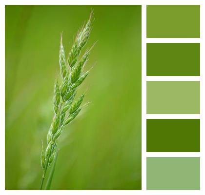 Grass Seed Hd Wallpaper Soft Brome Blades Of Grass Image