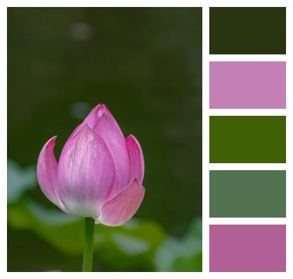 Summer Flower Bloom Lotus Image