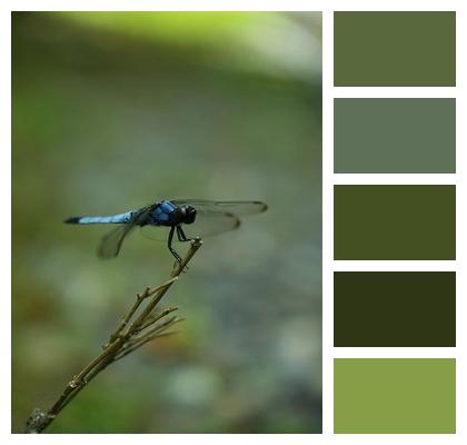 Insect Dragonfly Nature Green Image