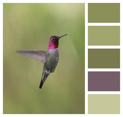 Avian Nature Wings Bird Image