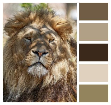 Animal Lion Nature Predator Image