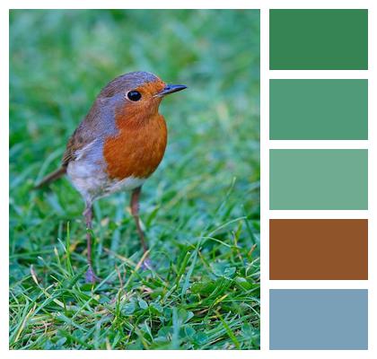 Perched Avian Wild Background Image