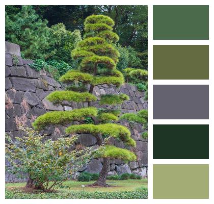 Jaw Tokyo Park Pine Family Image