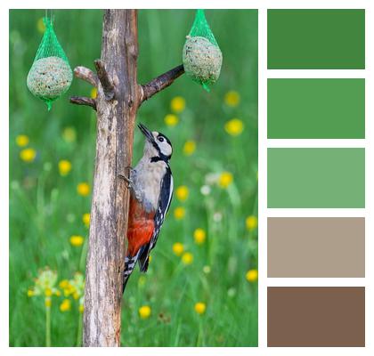 Animal Species Ornithology Wildlife Image
