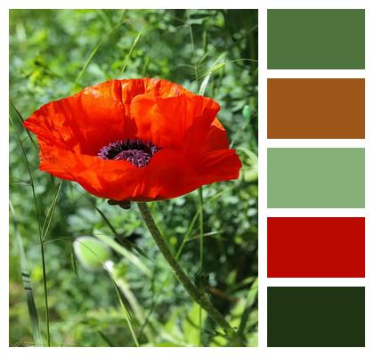 Garden Bloom Poppy Blossom Image
