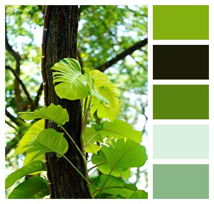Tree Leaves Plant Green Image