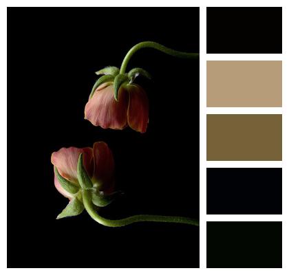 Dark Flowers Ranunculus Image