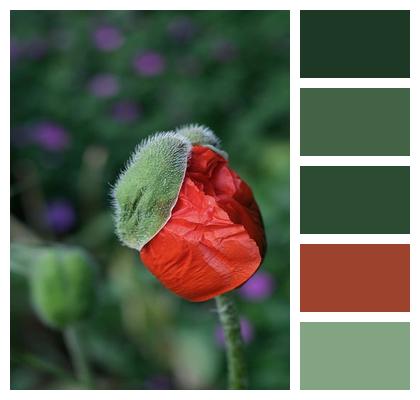 Red Wildflower Corn Poppy Summer Image